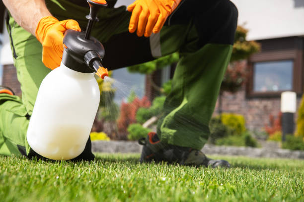 Best Local Pest Control Services  in Mission Viejo, CA