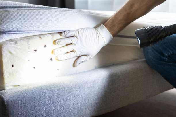 Best Spider Control Near Me  in Mission Viejo, CA