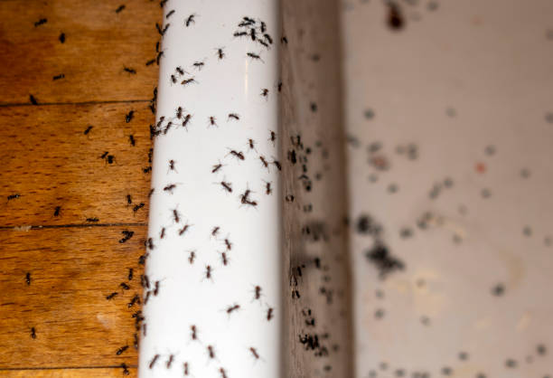 Trusted Mission Viejo, CA Pest Control Experts